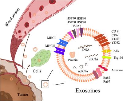 Exosomes and cancer immunotherapy: A review of recent cancer research